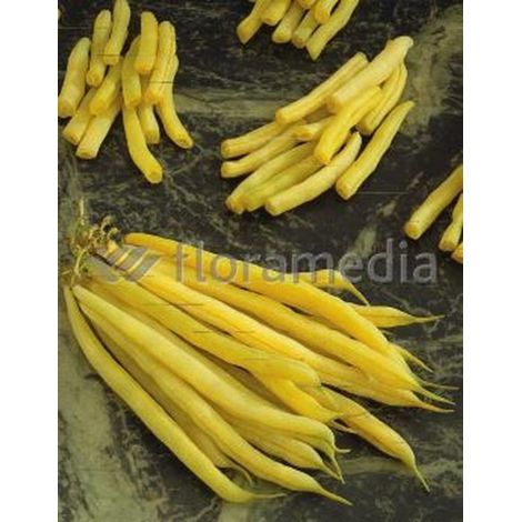 Haricot nain mangetout Beurre Fructidor  - 70g