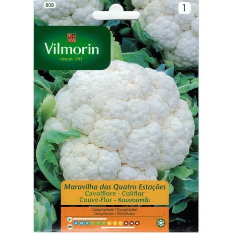 Blumenkohlsamen vier Vilmorin 2G -Stationen