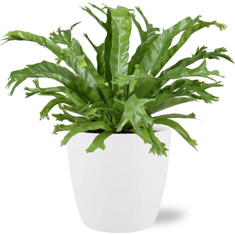 Asplenium Nidus Crissie Plante d'intérieur Fougère Nid d'Oiseau Ø17cm 40cm avec Pot Blanc - PANGIVO