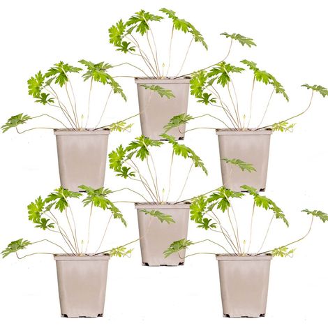 Bloomique - Lot de 6 - Geranium Johnsons Blue – Géranium vivace – Fleurs bleues – Rustique – Hauteur 10-20 cm – Pot 9x9 cm