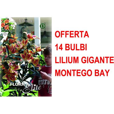 BULBI AUTUNNALI OFFERTA 14 BULBI LILIUM GIGANTE MONTEGO BAY BULBS BULBES