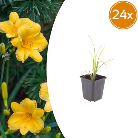 Lot de 24 Hemerocallis 'Stella de Oro' Lis d'un jour à Floraison Jaune d'Or Vivace 10-25 cm Ø9 cm - PANGIVO (1/5)