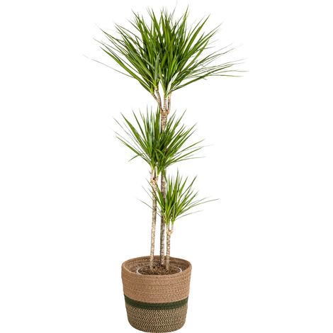 Dragonnier Dracaena Marginata Green Plante d'Intérieur Vert Foncé 130-150 cm Pot Ø24 cm - PANGIVO (1/4)