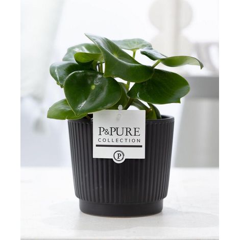 Peperomia Raindrop Plante Verte d'Intérieur avec Pot en Céramique Noir Mat Ø12 cm H25 cm - PANGIVO