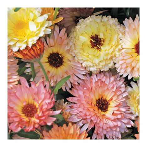 Graines Calendula Officinalis Pacific Beauty 5000 Graines – Non OGM – Fleurs Colorées – Idéal Jardin, Massifs et Bordures (1/5)