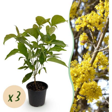 Lot de 3 Cornouiller Mâle Cornus mas Arbuste à Fleurs Jaunes Pot Ø 12 cm Hauteur 35 cm - PANGIVO (1/5)