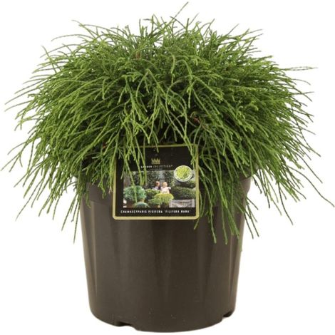 Faux-cyprès de Sawara Filifera Nana - Chamaecyparis pisifera Filifera Nana 30/35cm Pot 8L (1/2)