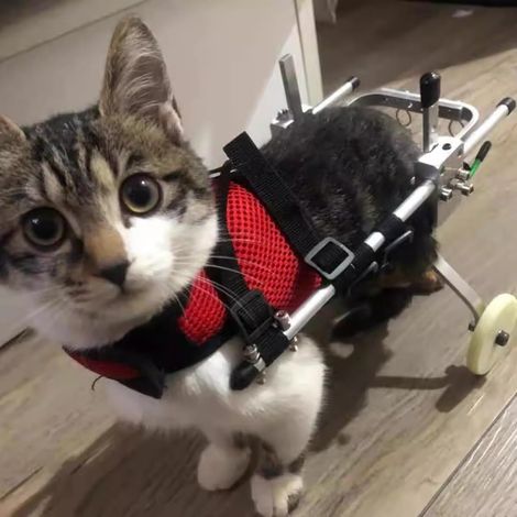 Fauteuil Roulant pour Chat pour la paralysie de la Patte arrière, Aluminium Pet Walking Equipment Fauteuil Roulant Rehab Trainer Car (Taille: s) (1/5)