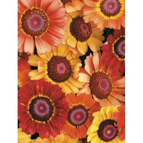 Chrysanthème à carène 'Sunset' le sachet de 300 graines (1g) (1/2)
