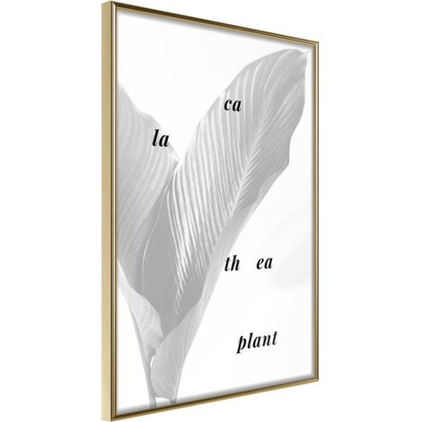 Affiche Murale Encadrée "Calathea Leaves" 30 x 42 cm Or