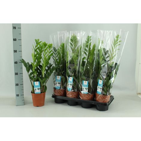 Zamioculcas Zamiifolia Plante Verte d'Intérieur Décorative Pot Ø 14 cm Hauteur 65 cm - PANGIVO