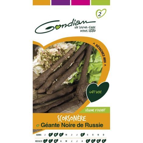 Gondian - Scorsonere Géante Noire de Russie (1/3)