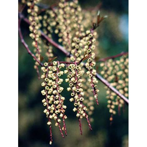 Stachyurus praecox Pot de 2L/3L (1/4)