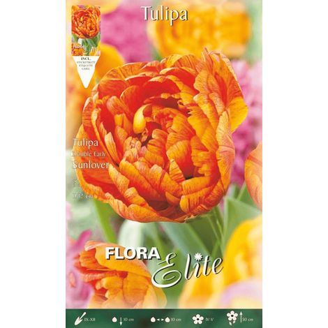 TULIPANO DOUBLE EARLY SUNLOVER CONFEZIONE DA 7 BULBI AUTUNNALI BULBS BULBES