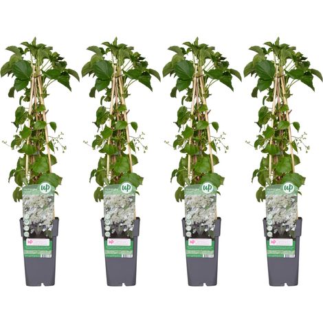 Lot de 4 Hortensias Grimpants (Hydrangea petiolaris) - Plante Grimpante Hauteur 65 cm - Ø 15 cm - PANGIVO (1/4)