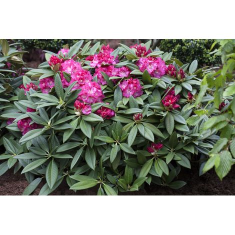 Rhododendron 'Berliner Liebe' Rhododendron Hybr.'Berliner Liebe' C 7,5 40- 50 (1/5)