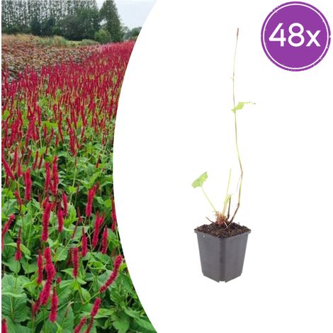 Lot de 48 Persicaria amplexicaulis 'Blackfield' Renouée Vivace Rouge Foncé Pot Ø9cm H10-25cm - PANGIVO (1/5)