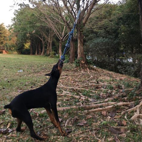 Jouet à Corde pour Chien - Jeu de Tir à la Corde, Corde d'Exercice Extérieure Suspendue pour Animal de Compagnie