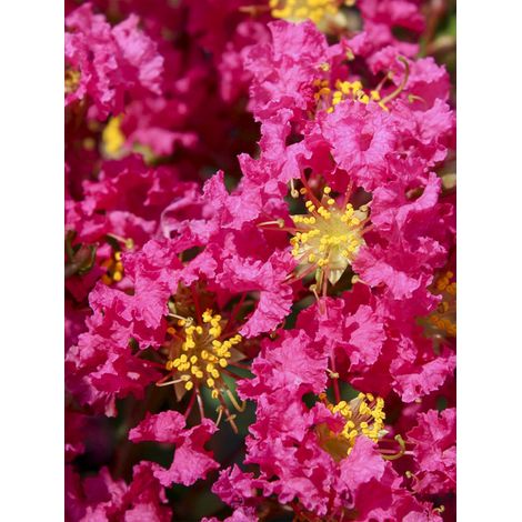 Lilas des Indes 'Bergerac' Pot de 3L/4L, Touffe