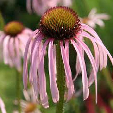4 x Rudbeckia pallida - Echinacea pallida  - godet 9x9 cm