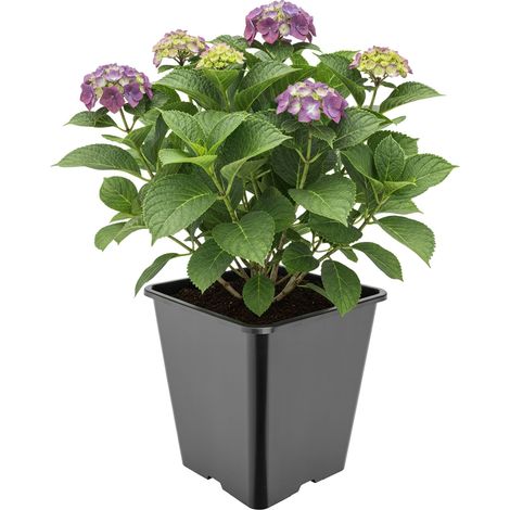 Garronda Pflanztopf Kunststoff hoch 25 x 25 x 26 cm (11L) eckig mit Drainagelöchern Blumentopf PP Pflanzgefäß für Garten Gewächshaus Balkon Anzucht Innen Außenbereich Schwarz GD-0201