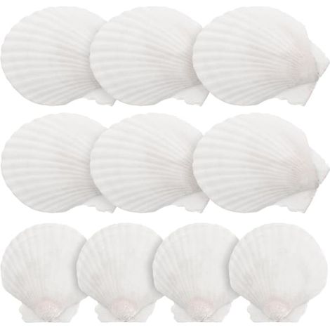 10 coquilles Saint-Jacques blanches, grands coquillages naturels, matériaux de décoration et de loisirs créatifs (1/2)