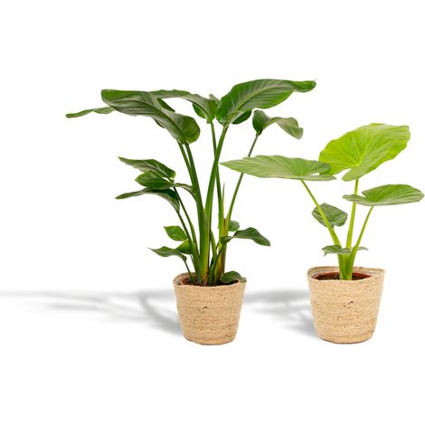 Plantes d’Intérieur Tropicales Strelitzia Nicolai 85 cm et Alocasia Macrorrhiza 70 cm avec Panier - PANGIVO (1/5)