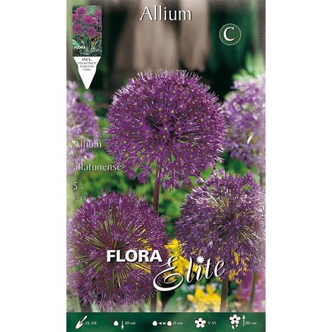 BULBI AUTUNNALI ALLIUM AFLATUNENSE CONFEZIONE DA 5 BULBI BULBS BULBES