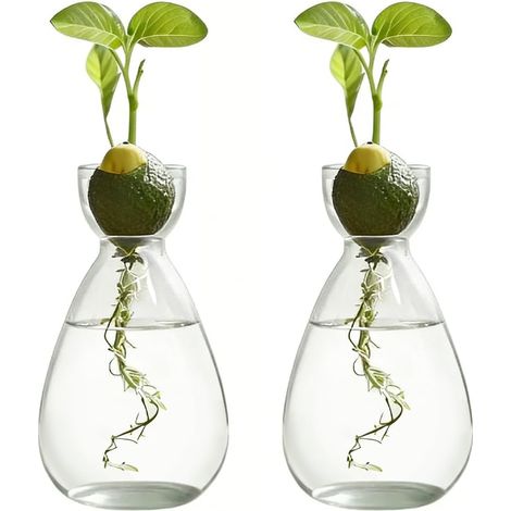 Lot de 2 vases de démarrage pour graines d'avocat - Pour les amateurs de plantes, décoration de table de bureau à domicile, plantes aquatiques ou fleurs (1/5)