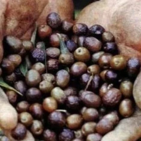 PIANTA DI ULIVO MAJATICA DI FERRANDINA in vaso 20/fitocella - età 2/3 anni