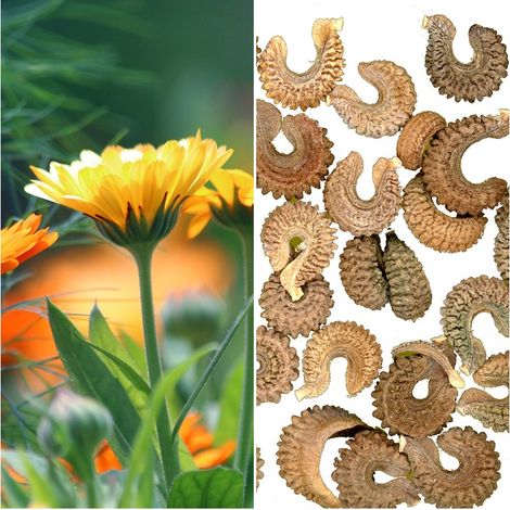 Semillas de Maravilla Calendula Officinalis. 50 Gramos