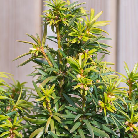 If commun Jalako Sunrise - Taxus baccata Jalako Sunrise 40/60cm Pot 2,5L (1/4)