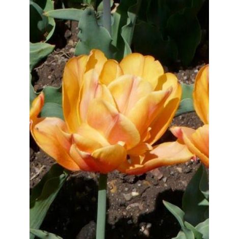 Tulipe double hative 'Freeman' Bulbe calibre 11+ (par 10)