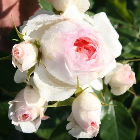 Gardenaria Rosa 'Stephanie Baronin zu Gutenberg' - Rosa da giardino - Altezza: 30/40 cm (vaso22) (1/3)