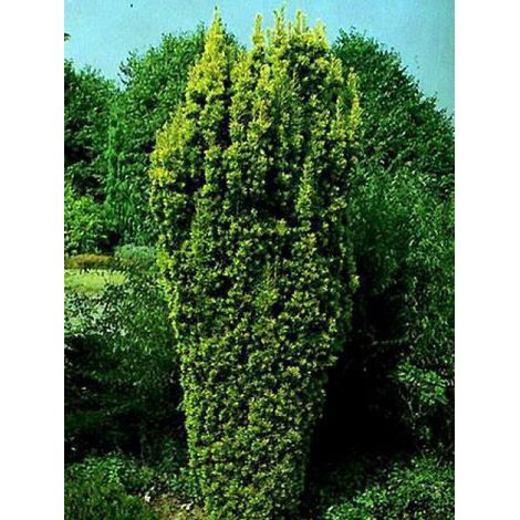 If d'Irlande doré Pot de 2L/3L (1/5)