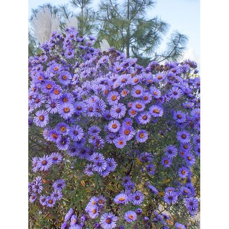Aster de la Nouvelle-Angleterre 'Guido en Gezelle ' Godet de 8/9 cm (1/2)