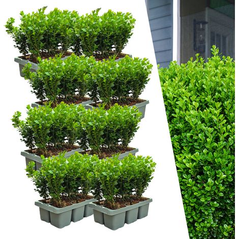 Buis Buxus NewGen Freedom Lot de 48 Arbustes Persistants Résistants pour Haies et Topiaires 15 cm - PANGIVO