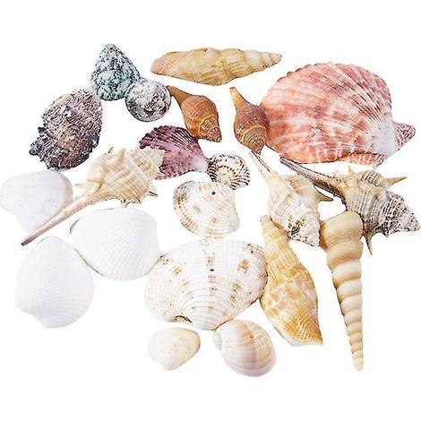 1 ensemble de coquillages naturels (1/3)