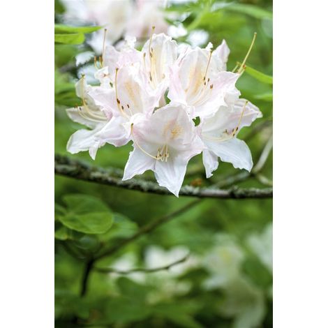 Sommergrüne Azalee 'Whitethroat' Rhododendron lut.'Whitethroat' C 5 40- 50