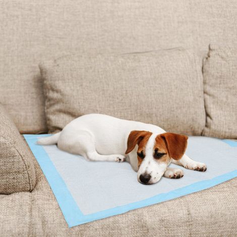 Wolketon 120 empapadores para perros 60x60 cm, protectores absorbentes para casa y viaje (1/5)