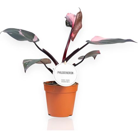 Gardenaria Philodendron 'Burgundy Prince' - Pianta da interno ornamentale - Altezza: 25 cm (vaso 12) (1/5)