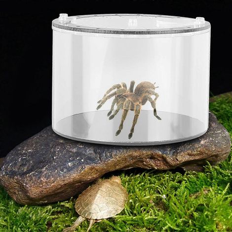 Bac à manger rond écologique en forme de bouteille, idéal pour araignées, lézards et tortues. (1/3)
