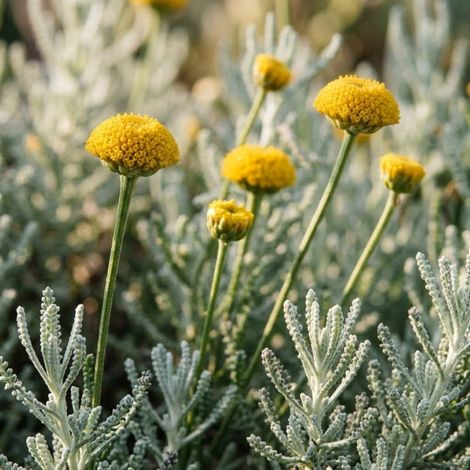 Santoline pinnata (Santolina pinnata)