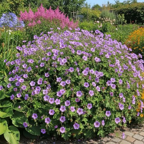 Géranium vivace Mary Anne®/Godet