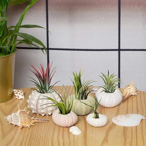 Set mit 5 Mini-Seeigel-Töpfen aus Naturmaterial – Öffnung oben/unten – Für die Aquariendekoration – Durchmesser 3–7 cm – Verschiedene Farben: Rosa, Beige, Weiß, Grau, Grün