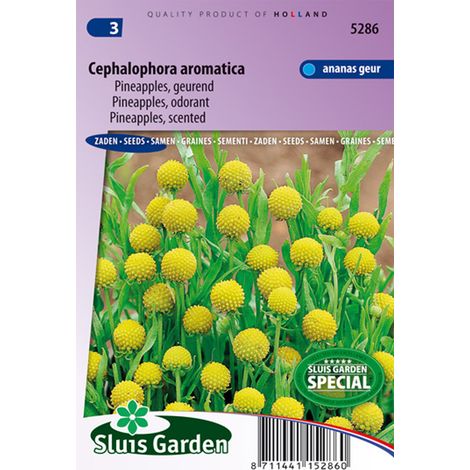 Sauge ananas 'Pineapple' le sachet de 700 graines (0,2g) (1/2)