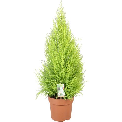 Cyprès de Lambert Cupressus Goldcrest Wilma - Plante d'Ornement - Pot Ø21 cm - Hauteur 90 cm - PANGIVO (1/4)