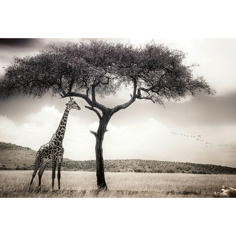 Papier peint panoramique à motif girafe | Tapisserie panoramique noire et blanche pour salon | Papier peint panoramique animaux safari - 384 X 260 cm (8 pièces) (1/2)
