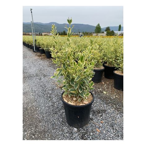 Euonymus japonicus bravo vaso 24cm foto reali (1/5)