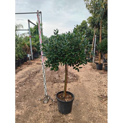 Houx Ilex Nellie R. Stevens Demi-tige Pot 30 cm Persistant (1/4)